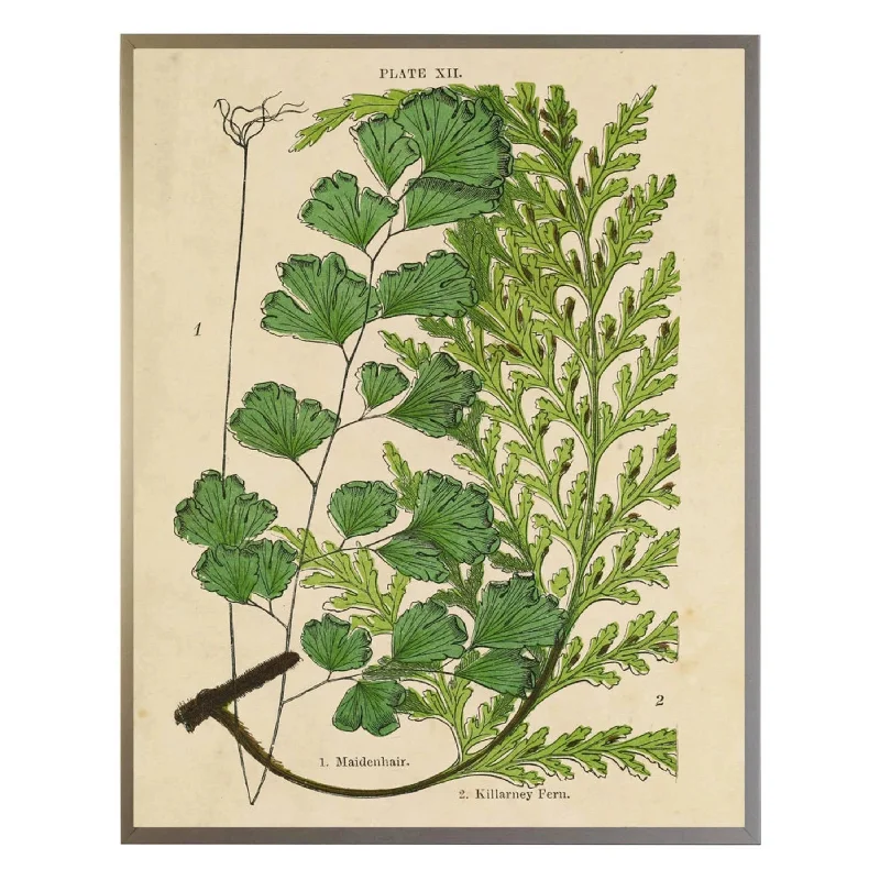 Vintage Fern Collage Wall Art 1